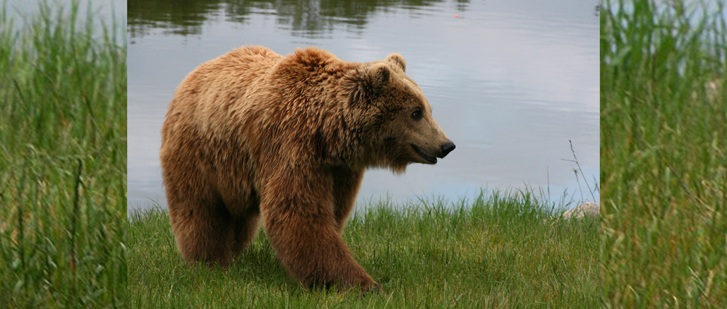 PRZYGODA Z NIEDŹWIEDZIEM