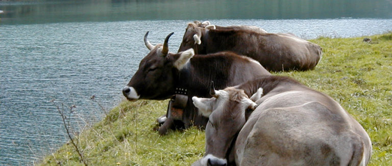 I KROWA BYWA NERWOWA