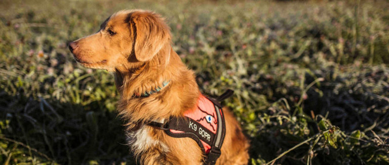 AKCJA CHARYTATYWNA NA RZECZ PSÓW RATOWNICZYCH GOPR