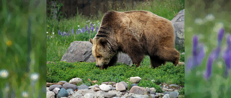 SPOTKANIE Z NIEDŹWIEDZIEM